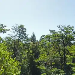 An image of a forest